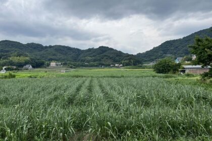 香川県のサトウキビ畑と砂糖の話